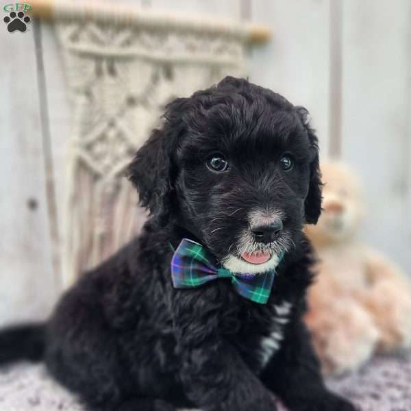 Mickey – F1, Goldendoodle Puppy